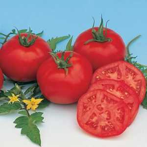 Tomat Moskvich - najranije