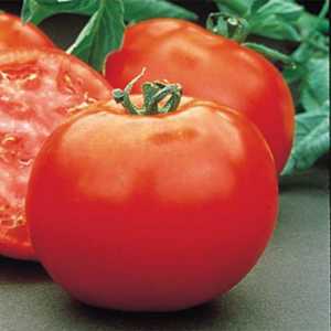 Rajčica Polbig: Opis hibridne sorte rajčica