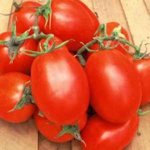 Romska rajčica: značajke i opis sorte