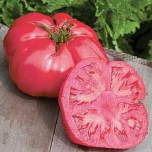 `Ružičasti slon `rajčice: opis sorte, osobitosti uzgoja