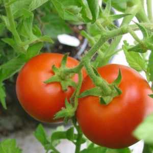 Tomato `Volgograd `: značajke raznolikosti i poljoprivredne tehnologije
