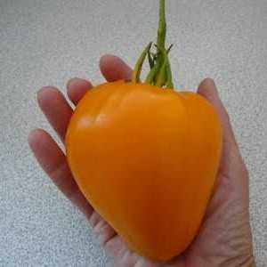 Tomato `Zlatno srce `: recenzije kupaca, opis sorte, uzgoj i njegu