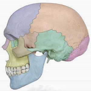 Topografija lubanje i njezine anatomije