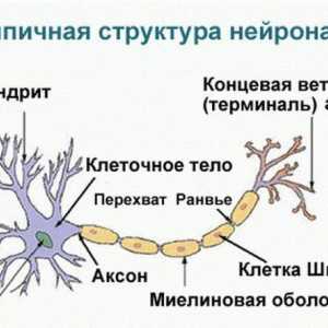 Kočenje u središnjem živčanom sustavu: vrste, mehanizam, značenje