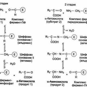 Transaminiranje aminokiselina: određivanje, značenje i svojstva