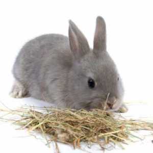Trava za kuniće. Kakvu travu jedu zečevi? Kakvu travu ne može dati kunićima?