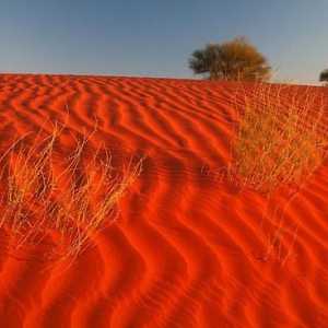 Tropske pustinje: zajednička karakteristika - najsjajniji predstavnici