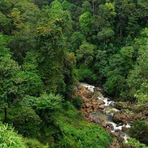 Tropska šuma Indije: značajke flore i faune