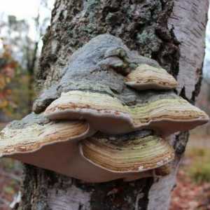 Trutovik breza: značajke gljivica, ljekovita svojstva