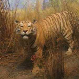Turan Tiger: stanište (fotografija)