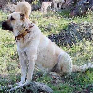 Turski kongal (wolfhound): opis pasmine, karakter, fotografija