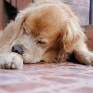 Pas ima krv iz anusa: mogući uzroci i karakteristike liječenja