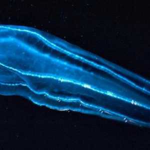 Nevjerojatna serija: sjajni plankton