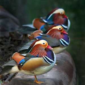 Nevjerojatne i svijetle patke mandarina