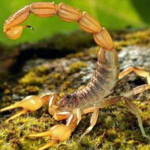 Iznenađujuće insekti - škorpioni