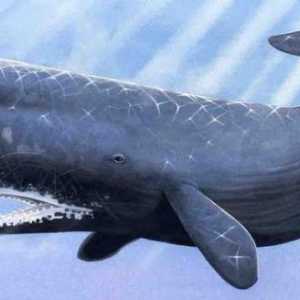 Iznenađujuće zagonetke oko kitova