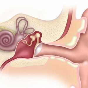 Vanjski uho: struktura, funkcija. Upala vanjskog uha osobe