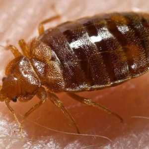 Bed bug ugriza: simptomi, liječenje, posljedice