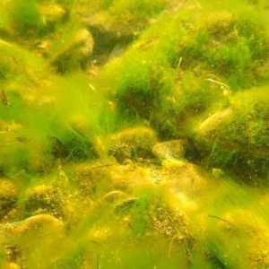 Ulotrik je alga. Ulotriks: fotografija, opis, reprodukcija