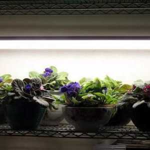 Ultraljubičaste svjetiljke za biljke: vrste, značajke izbora
