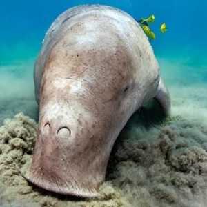 Jedinstveni stanovnici Tihog oceana: dugong, holaturija, kalan