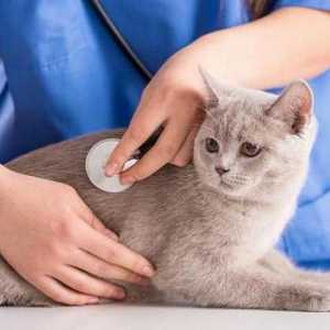 `Urinari` - mačka hrana za prevenciju urolitijaze
