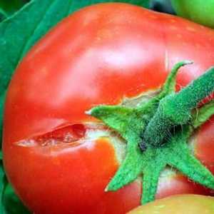 Učimo zašto su rajčice napuknute u stakleniku