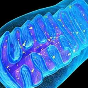 Kakva je sličnost mitohondrija i kloroplasta u funkcionalnom i strukturnom smislu?