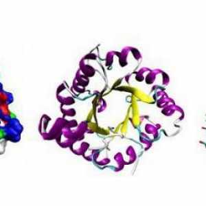 Koja je funkcija izgradnje proteina?