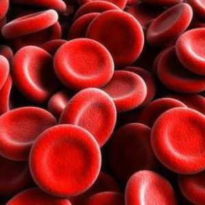 U kojim slučajevima treba uzeti u obzir Rh faktor? Trudnoća i transfuzija krvi
