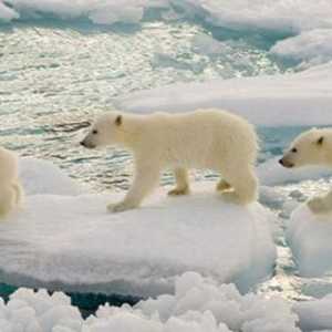 U kojoj se prirodnoj zoni živi polarni medvjed i na kojim kontinentima?