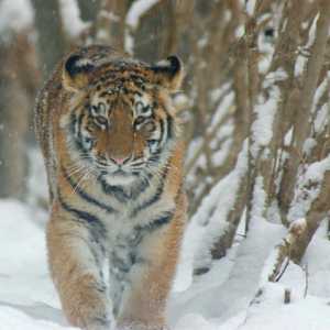 В какой природной зоне обитает тигр, живущий сегодня на планете