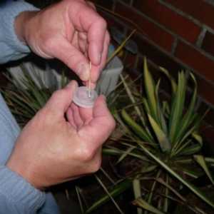 Zimzelena yucca: sadnja i njegu