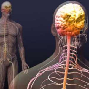 Autonomni živčani sustav uključuje simpatički i parasimpatički živčani sustav