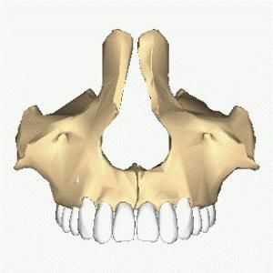 Gornja čeljust: struktura, funkcija, moguća oštećenja