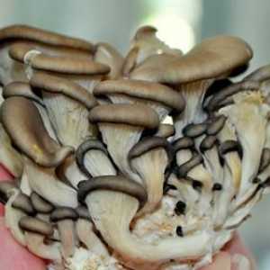 Oyster gljive: dobro i loše. Kako pripremiti ukiseljene kamenice