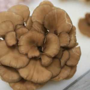 Pržena gljiva s okusom krumpira: recepte za različite jela