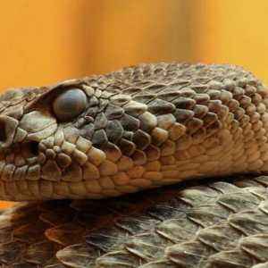 Vrste i ime zmije, fotografija