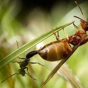 Vrste mrava. Najčešći tip mrava u Rusiji. Koliko vrsta mrava na svijetu?