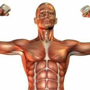 Vrste mišićnog tkiva i njihova svojstva