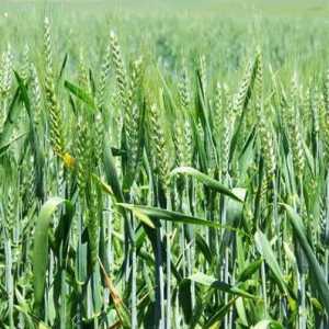 Vrste pšenice i njihovo značenje