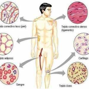 Vrste vezivnog tkiva, strukture i funkcije