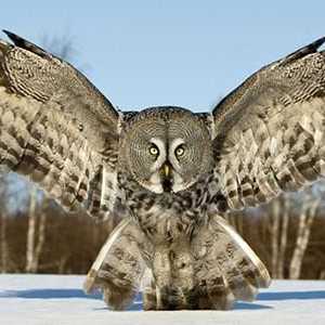 Vrste owlova: fotografija i opis. Polarne i bijele sove: detaljan opis