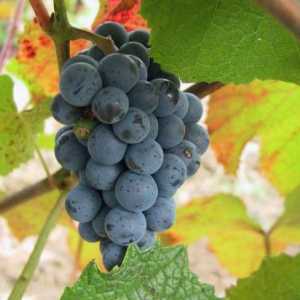Proboj grožđa Amur: opis sorte, značajke uzgoja i pregleda