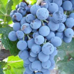 Denisovsky grožđe: opis sorte, recenzije, značajke sadnje
