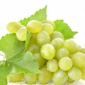 Grapes Galahad, njegove prednosti i nijanse uzgoja