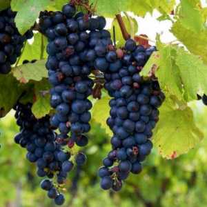 Isabella grožđa: korisna svojstva, opis sorte
