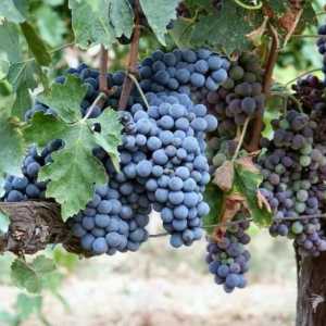 Cabernet grožđe: raznolikost opis, značajke i njegu