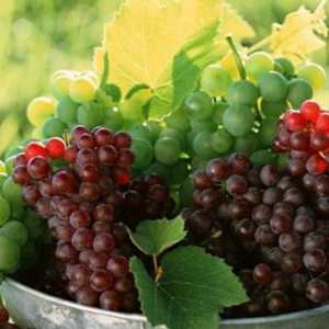 Muscat grožđe: opis sorte i fotografija