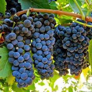Grapes Syrah: opis, opis, fotografija